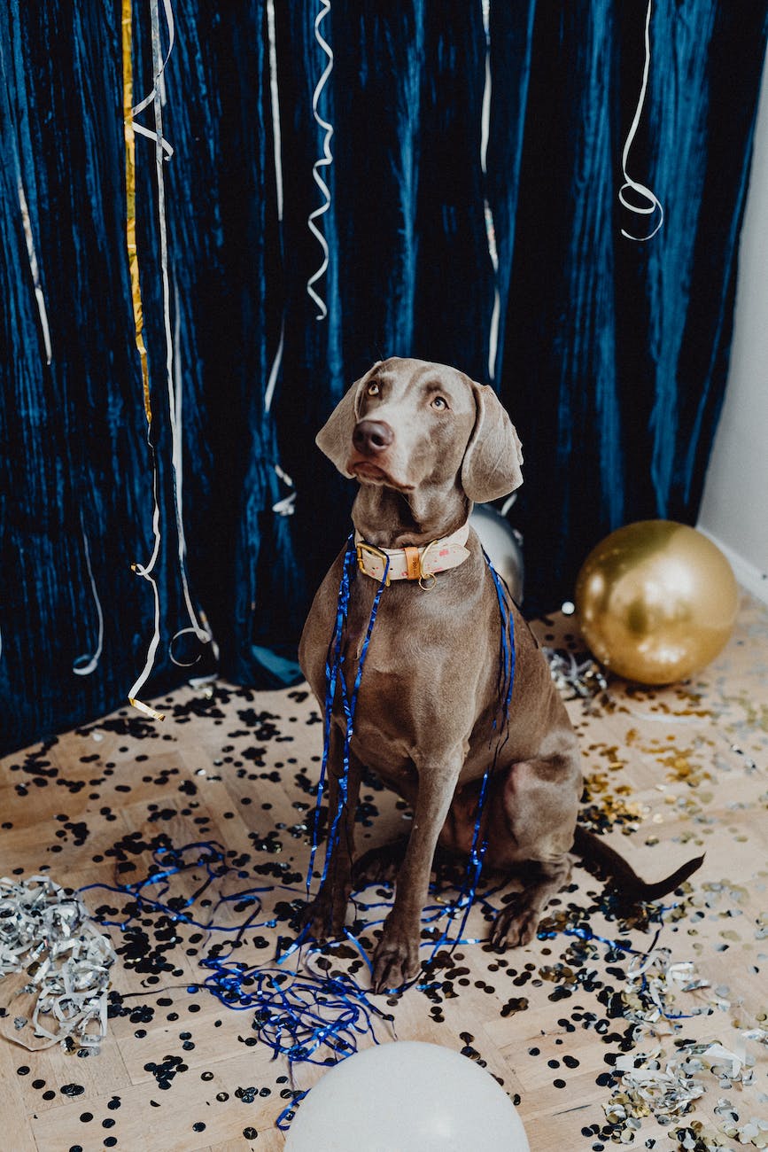 gray short coated dog sitting around confetti