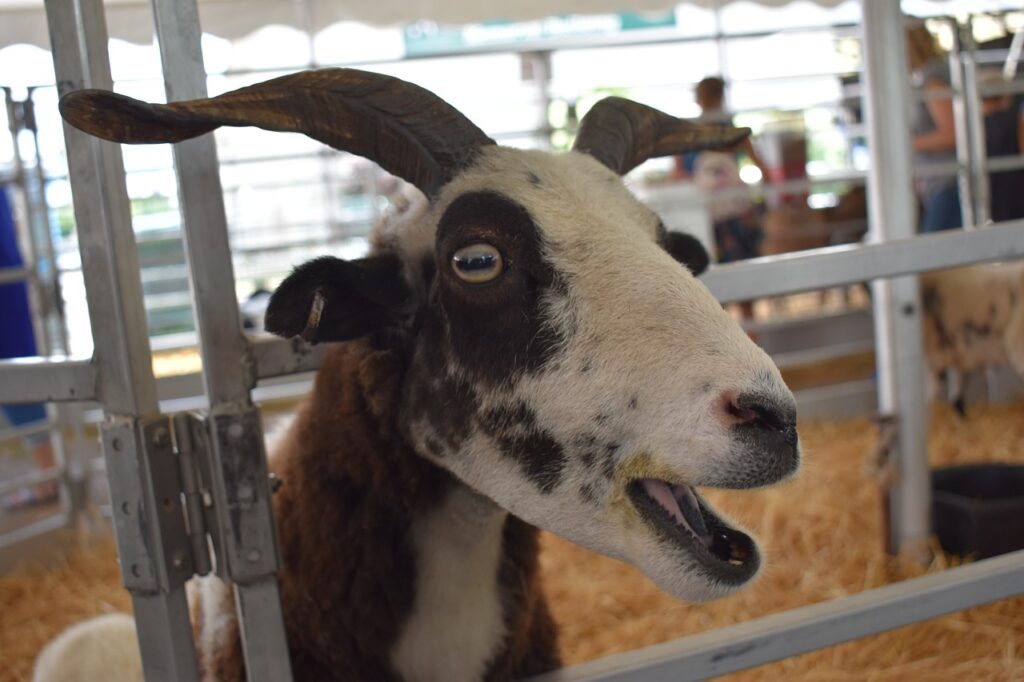 goat, face, happy-5069860.jpg